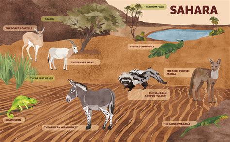 Animals Sahara Desert On Behance
