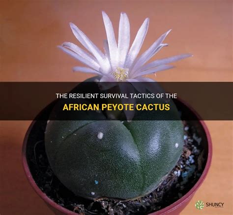 The Resilient Survival Tactics Of The African Peyote Cactus Shuncy