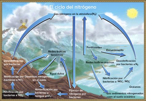 Ciclo Del Nitrógeno Explicación Y Ejemplos Mi Apunte Escolar