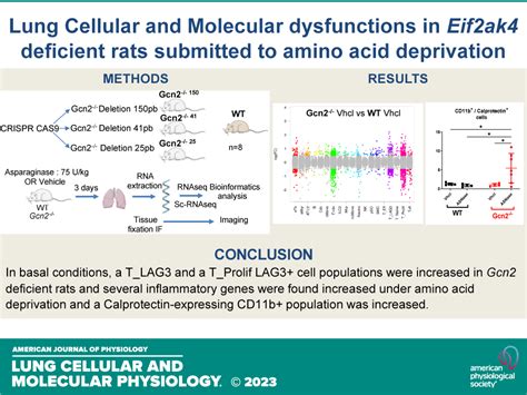 T Cell Dysregulation And Inflammatory Process In Gcn2 Eif2ak4−−