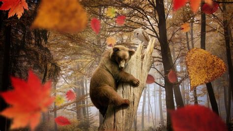 Nature Landscape Trees Leaves Fall Animals Bears Birds Owl