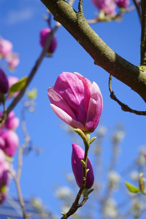 Fotos Gratis árbol Naturaleza Rama Hoja Púrpura Pétalo Florecer
