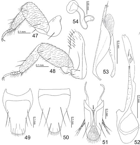Body Parts Of Aenictoxenides Mirabilis Maruyama Gen And Sp N 47―left