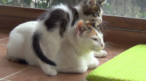 A Very Patient Mother Cat With 5 Crazy Active Kittens Youtube