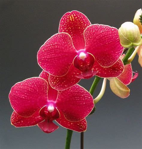 Red Orchid Flower Plant Dylan Veal