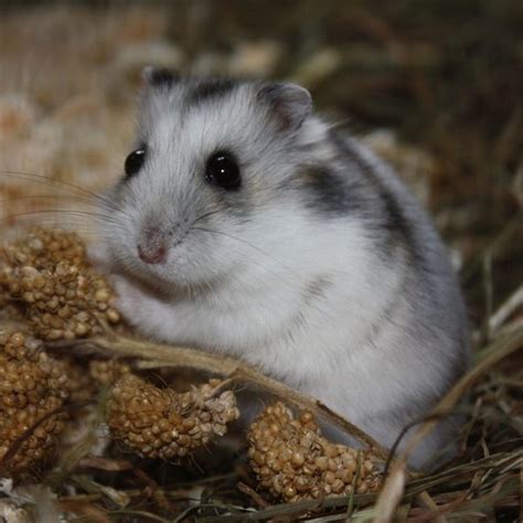 Russian Dwarf Winter White Hamster Nilufar