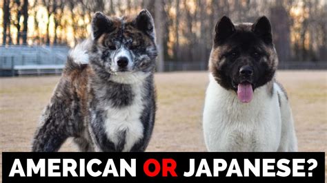 Difference Between American Akita And Japanese Akita