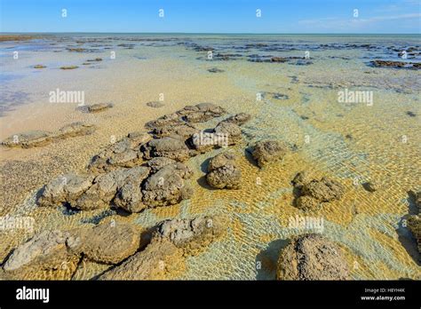 Stromatolites At Low Tide Hamelin Pool Shark Bay Western