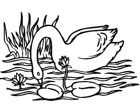 Cute Swan Coloring Page Thekidsworksheet