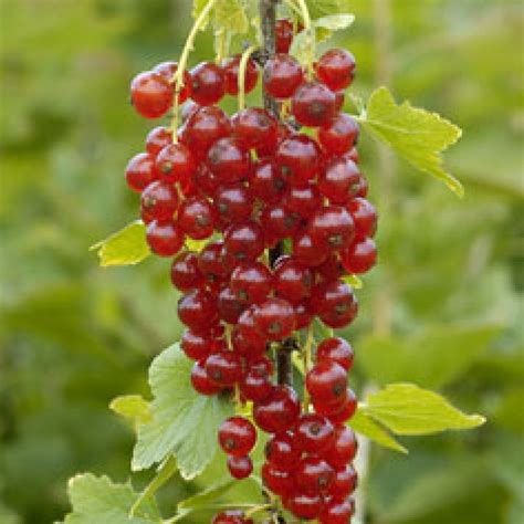 How To Grow Currants Lots Of Tips And Ideas For Growing Currants