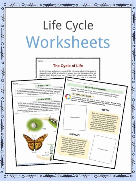 life cycle facts worksheets examples stages  life  kids