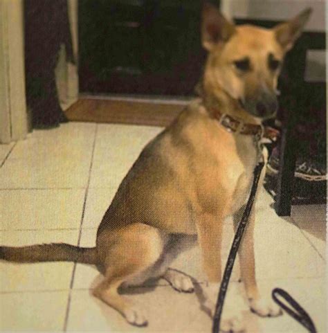 Wild born Canaan dogs of Saudi Arabia