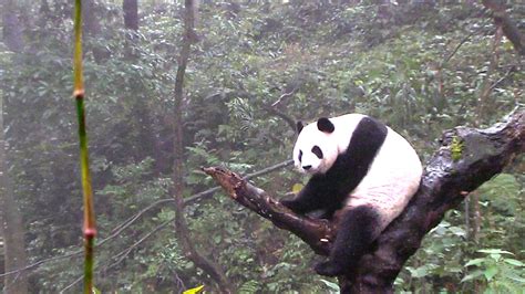Top 5 Panda Photos Of The Week Explore