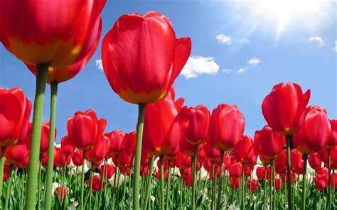 Download Wallpapers Red Tulips Wildflowers Spring Flower Field