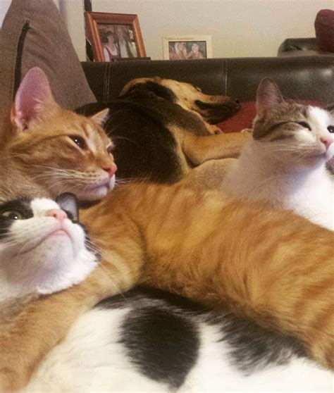 Shelters always seem to be in need of volunteers with professional legal skills. Per Stirling Volunteers! - Austin Pets Alive
