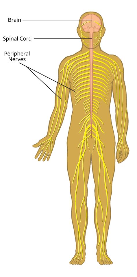 Nervous System Diagram Labeled For Kids