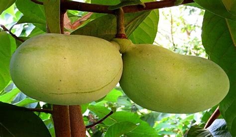 Maybe you would like to learn more about one of these? 1 Paw Paw Trees(Asimina Triloba) Bareroot NATIVE TREE 12 ...