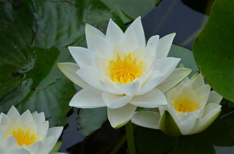 Nymphaea ‘gladstoniana Water Lilies Plant Collection Star Shape