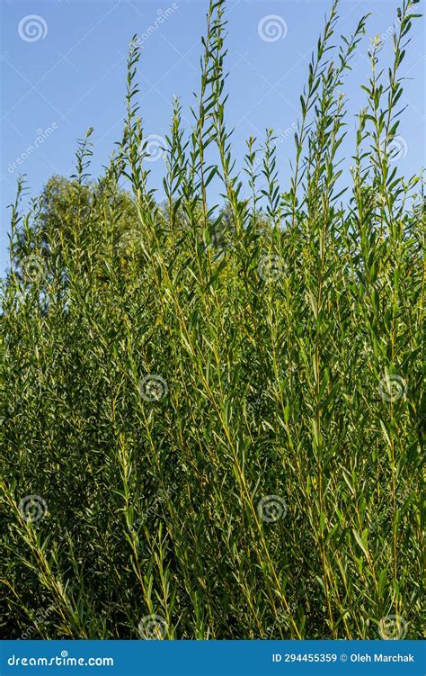 salix purpurea purple willow or osier is a species of salix native to most of europe purple
