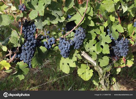 Grapes Ripening Vineyard Stock Photo By ©malleo 213964798