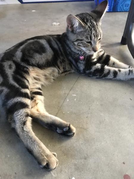 Found Cat Unknown In Riverside Ca Lost My Kitty