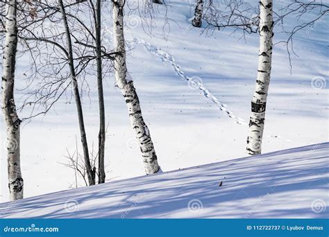 Snow Drifts Outlined After Snowstorm In A Natural Birch Forest With