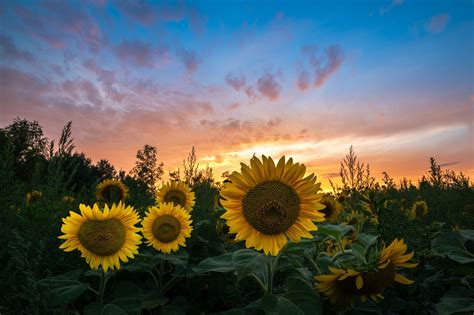 Sunflower Sunset | Sunflower sunset, Sunflower, Sunflower fields