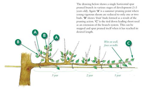 Summer pruning removes leaves (food manufacture), will slow fruit ripening, and exposes fruit to sunburn. How to Prune Fruit Trees