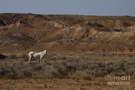 Wild Horse In The Badlands Photograph By J L Woody Wooden Pixels