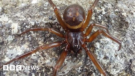 False Widow Spiders Mums Warning After Baby Is Bitten Bbc News