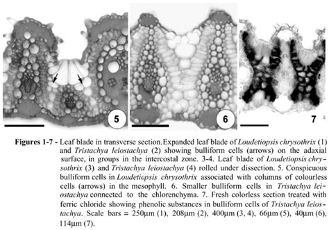 Scielo Brasil Bulliform Cells In Loudetiopsis Chrysothrix Nees