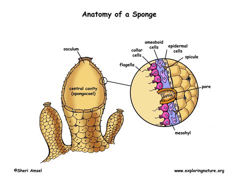 Sponge Collar Cells
