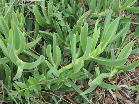 Spesso si tratta di formazioni derivanti dalla foresta mediterranea sempreverde. il teorema di dionea: MACCHIA MEDITERRANEA