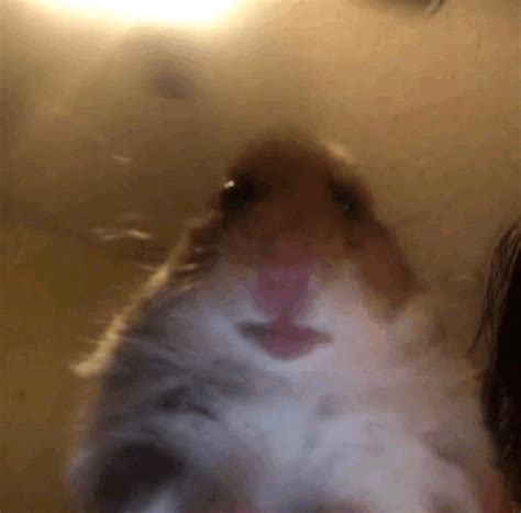Do you have any quality animated gif pictures? gif hamster memes sad GIF by Serhat K