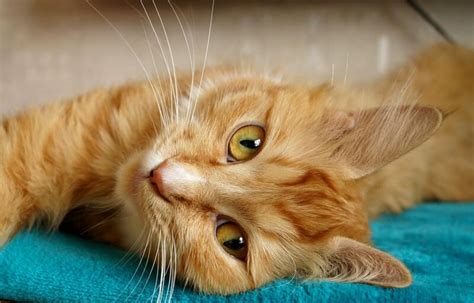 If you play this sound your cat will come to you! How to Make Your Cat Happy: 15 Things You Can Do Right Now ...