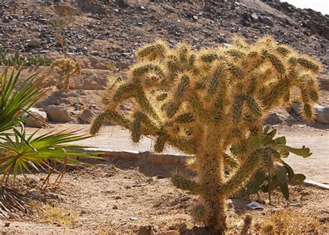 Sahara is not like the deserts of north america with their relatively luxuriant flora of cacti and other plants. Sahara Desert Cactus Desert Africa Stock Photos, Pictures ...