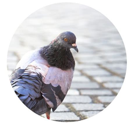 Social housing is a valuable but limited social housing includes housing owned by the council and by registered providers (formally known as housing associations). SDF Bird Proofing Services
