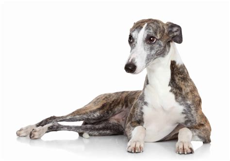 How To Tell The Difference Italian Greyhound Whippet Vlrengbr
