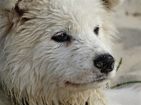 The Head Of A White Dog In The Sand Stock Photo Image Of Portrait