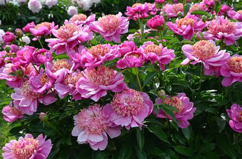 33 Different Types Of Peonies And Peony Classifications Plantsnap