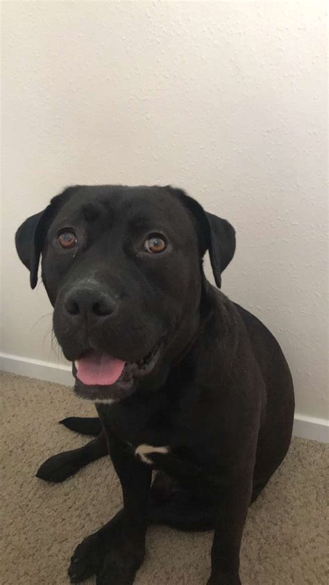 Finding the right miniature shar pei puppy can be dog gone hard work. Shar-Pei/Lab Mix (2 Years old) - Petclassifieds.com