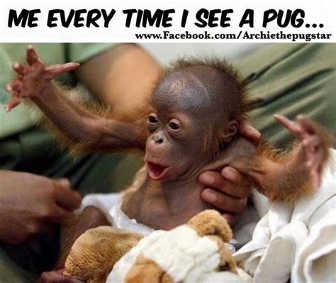 Every Time I See A Pug Lol Monkeys Funny Cute Baby Monkey Funny