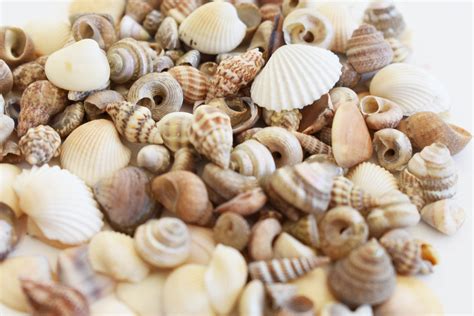 Bulk 12 Lb 600 Tiny Indian Ocean Shells Mix Mini Shells 14