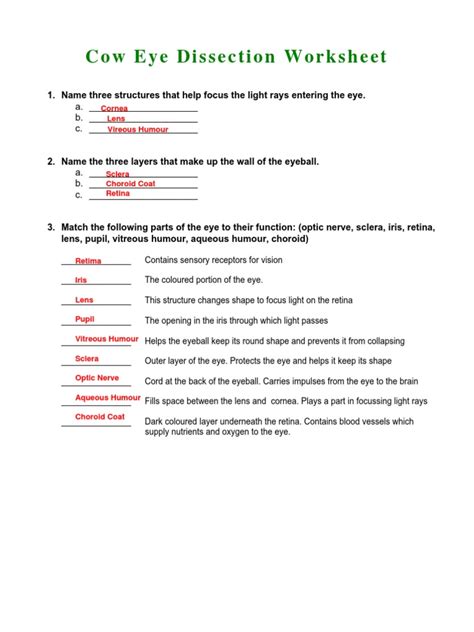 Cow Eye Dissection Worksheet Answers Pdf