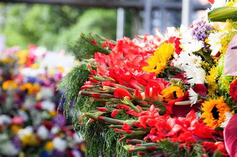 Check spelling or type a new query. Colombia's Medellin Flower festival in bloom | The ...