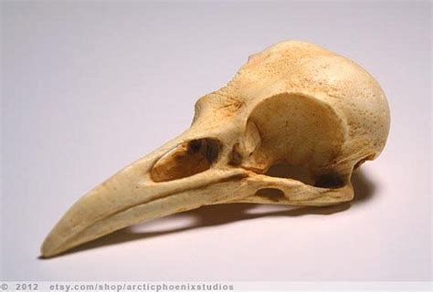 Resin Replica Crow Skull In Natural Patina Check My Shop For Stock