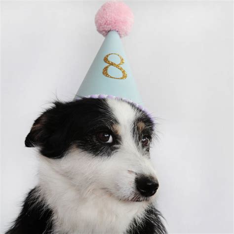 Any Age Dog Party Hat By Postbox Party