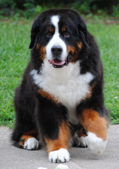 Bernese Mountain Dog Info Temperament Puppies Training Pictures