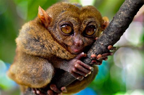 Le Tarsier Un Mini Primate Intelligent Blog Animaux