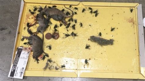 Asda Fined Over Dead Mice And Flies At Enfield Depot Bbc News